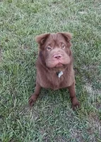 Bear coat DNA, a male Chinese Shar-Pei for sale in Jackson, SC – 1 of 10
