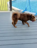 Gunny DNA, a male Chinese Shar-Pei for sale in Aiken, SC – 4 of 10