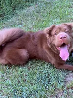 Bear coat DNA, a male Chinese Shar-Pei for sale in Jackson, SC – 5 of 10