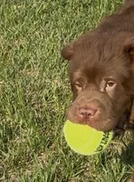 Bear coat, a male Chinese Shar-Pei for sale in Aiken, SC – 7 of 10