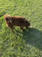 Gunny , a male Chinese Shar-Pei for sale in Aiken, SC – 3 of 7