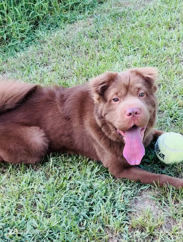 Gunny DNA – Chinese Shar-Pei puppy for sale in Aiken, SC