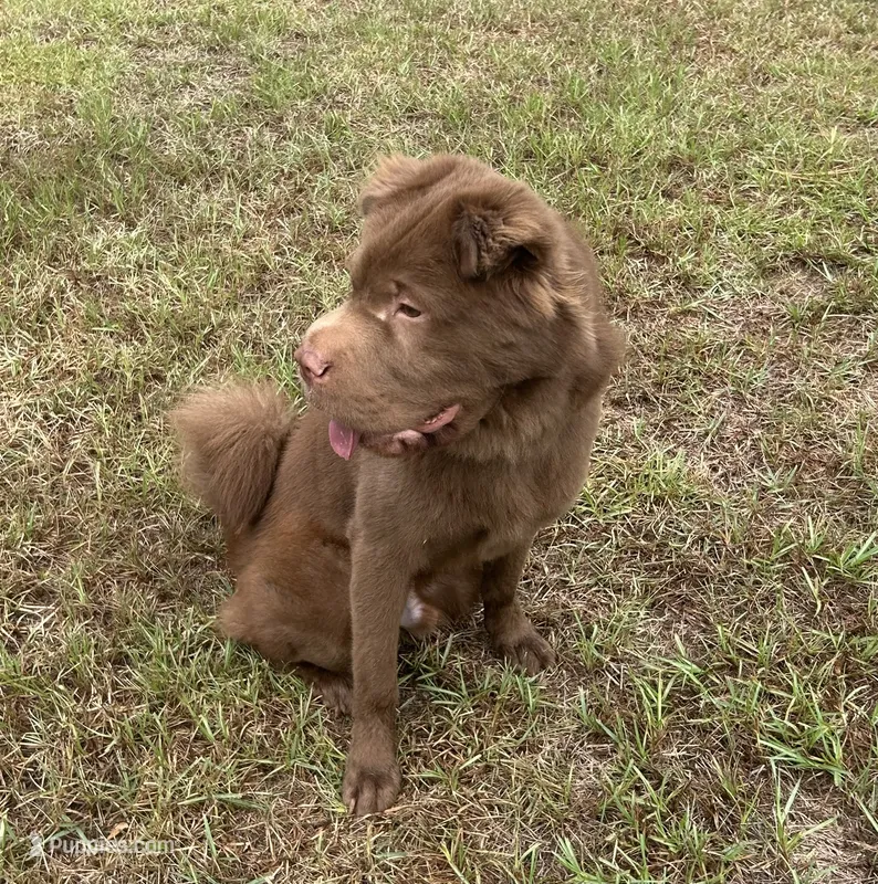 Gunny  – Chinese Shar-Pei puppy for sale in Jackson, SC