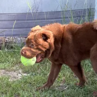 Gunny DNA, a male Chinese Shar-Pei for sale in Aiken, SC – 5 of 10