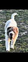 Gunny , a male Chinese Shar-Pei for sale in Aiken, SC – 6 of 7