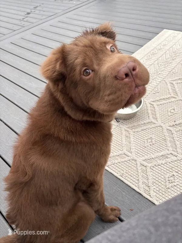 Bear coat – Chinese Shar-Pei puppy for sale in Aiken, SC