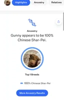 Bear coat DNA, a male Chinese Shar-Pei for sale in Jackson, SC – 2 of 10