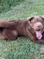 Gunny DNA, a male Chinese Shar-Pei for sale in Aiken, SC – 3 of 10