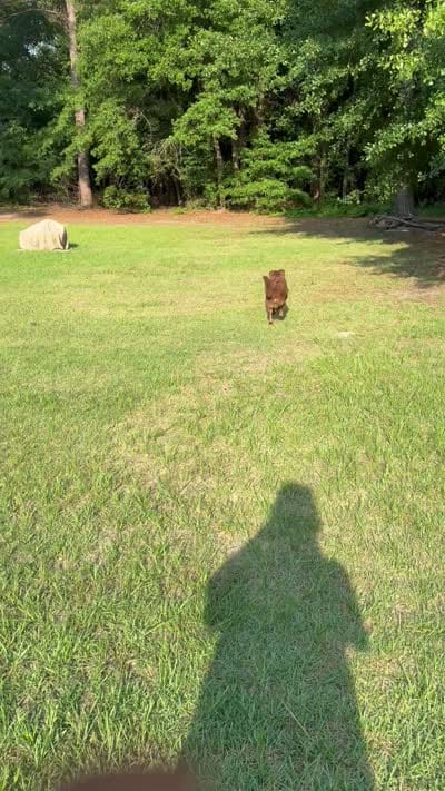 Gunny , a male Chinese Shar-Pei for sale in Aiken, SC – 7 of 7