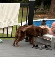 Bear coat DNA, a male Chinese Shar-Pei for sale in Jackson, SC – 4 of 10