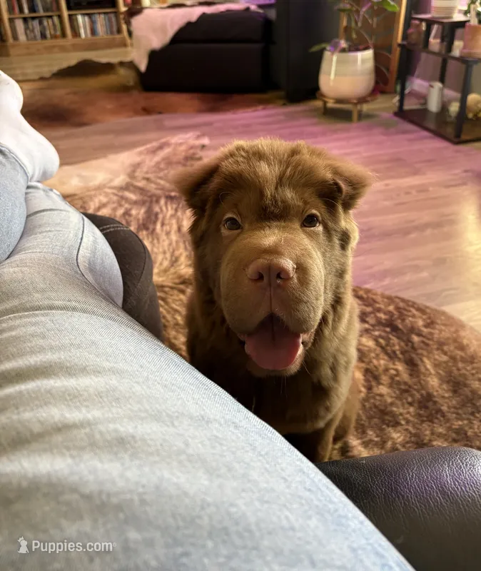 Gunny  – Chinese Shar-Pei puppy for sale in Aiken, SC