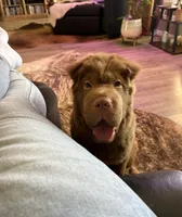 Gunny , a male Chinese Shar-Pei for sale in Aiken, SC – 1 of 7