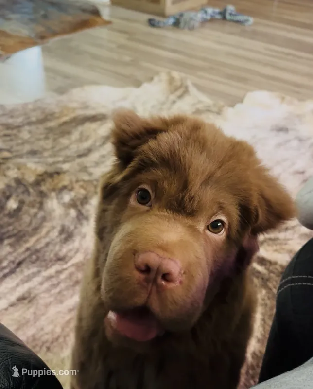 Gunny  – Chinese Shar-Pei puppy for sale in Aiken, SC