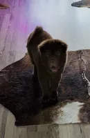 Bear coat, a male Chinese Shar-Pei for sale in Aiken, SC – 8 of 10