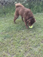 Gunny , a male Chinese Shar-Pei for sale in Jackson, SC – 10 of 10