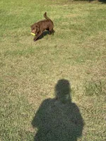 Gunny , a male Chinese Shar-Pei for sale in Aiken, SC – 4 of 7
