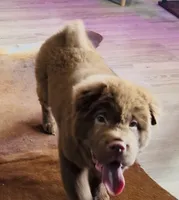 Bear coat, a male Chinese Shar-Pei for sale in Aiken, SC – 6 of 10