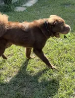 Bear coat DNA, a male Chinese Shar-Pei for sale in Jackson, SC – 8 of 10