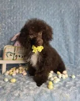 Adorable Brown, a male Poodle - Toy  for sale in Dandridge, TN – Photo 2 of 4