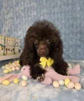 Adorable Brown, a male Poodle - Toy  for sale in Dandridge, TN – Photo 3 of 4