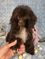 Adorable Brown, a male Poodle - Toy  for sale in Dandridge, TN – Photo 4 of 4