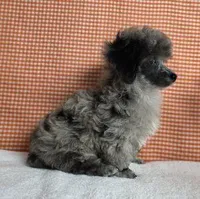 Small Blue Merle, a male Poodle - Toy  for sale in Dandridge, TN – Photo 3 of 5