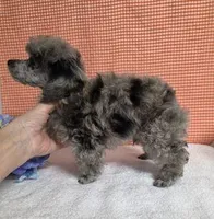 Small Blue Merle, a male Poodle - Toy  for sale in Dandridge, TN – Photo 1 of 5