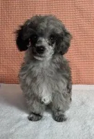 Small Blue Merle, a male Poodle - Toy  for sale in Dandridge, TN – Photo 4 of 5