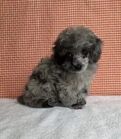 Small Blue Merle, a male Poodle - Toy  for sale in Dandridge, TN – Photo 2 of 5