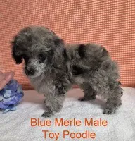 Small Blue Merle, a male Poodle - Toy  for sale in Dandridge, TN – Photo 5 of 5