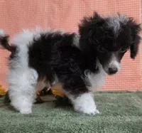 Teacup Brown Parti, a female Poodle - Toy  for sale in Dandridge, TN – Photo 2 of 5