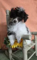 Teacup Brown Parti, a female Poodle - Toy  for sale in Dandridge, TN – Photo 3 of 5