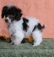 Teacup Brown Parti, a female Poodle - Toy  for sale in Dandridge, TN – Photo 1 of 5