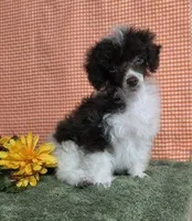 Teacup Brown Parti, a female Poodle - Toy  for sale in Dandridge, TN – Photo 5 of 5