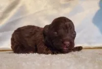 Brown M AKC, a male Poodle - Toy  for sale in Dandridge, TN – Photo 2 of 4