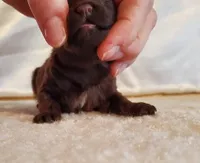 Brown M AKC, a male Poodle - Toy  for sale in Dandridge, TN – Photo 3 of 4