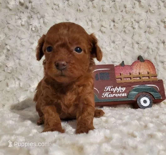 Chanel F3, a female Poodle - Toy  for sale in Dandridge, TN – Photo 1 of 2