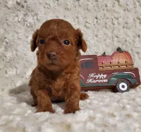 Chanel F3, a female Poodle - Toy  for sale in Dandridge, TN – Photo 1 of 2