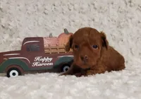 Chanel F3, a female Poodle - Toy  for sale in Dandridge, TN – Photo 2 of 2