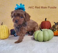 Chanel M1, a male Poodle - Toy  for sale in Dandridge, TN – Photo 1 of 2