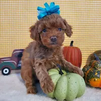 Chanel M1, a male Poodle - Toy  for sale in Dandridge, TN – Photo 2 of 2