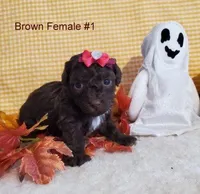 Brown F #1, a female Poodle - Toy  for sale in Dandridge, TN – Photo 1 of 2