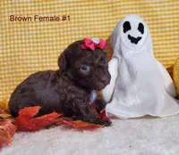 Brown F #1, a female Poodle - Toy  for sale in Dandridge, TN – Photo 2 of 2