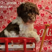 Brown Parti M#1, a male Poodle - Toy  for sale in Dandridge, TN – Photo 1 of 2