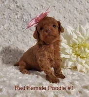 Chanel F1, a female Poodle - Toy  for sale in Dandridge, TN – Photo 2 of 2