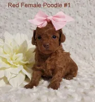 Chanel F1, a female Poodle - Toy  for sale in Dandridge, TN – Photo 1 of 2