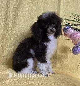 Too Sweet – Poodle - Toy  puppy for sale in Dandridge, TN