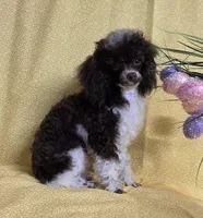Too Sweet, a female Poodle - Toy  for sale in Dandridge, TN – Photo 1 of 6