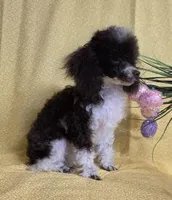 Too Sweet, a female Poodle - Toy  for sale in Dandridge, TN – Photo 5 of 6