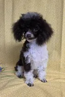 Too Sweet, a female Poodle - Toy  for sale in Dandridge, TN – Photo 6 of 6